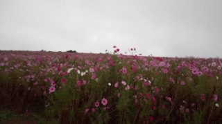 Thumbnail of post image 102