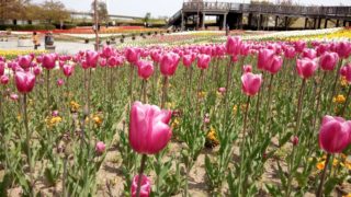 Thumbnail of post image 154