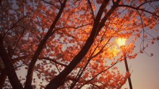 Thumbnail of post image 187