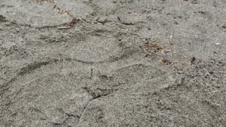 Thumbnail of post image 182